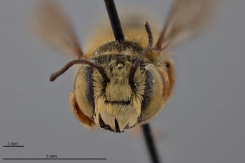 Media type: image;   Entomology 790842 Aspect: head frontal view